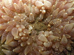 Heteractis
