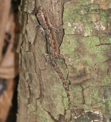 Hemidactylus platyurus