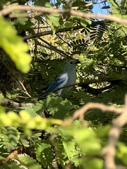 Tamarindus