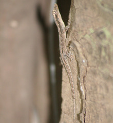 Hemidactylus platyurus