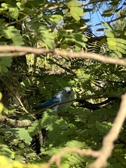 Tamarindus