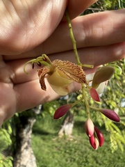 Tamarindus