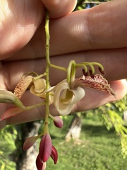 Tamarindus