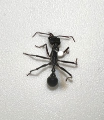 Myrmecia pyriformis
