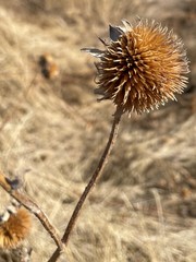 Echinacea angustifolia