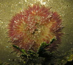 Heteractis
