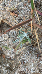 Froelichia xantusii