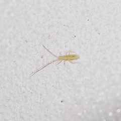 Entomobryoidea