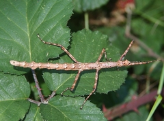 Acanthoxyla geisovii