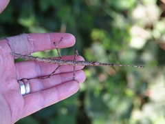 Acanthoxyla geisovii