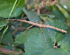 Acanthoxyla geisovii