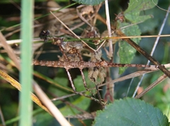 Acanthoxyla geisovii