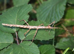 Acanthoxyla geisovii