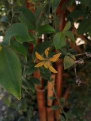 Pereskia aculeata