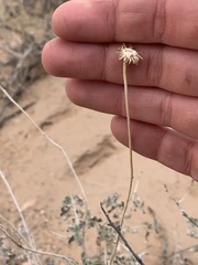 Encelia virginensis
