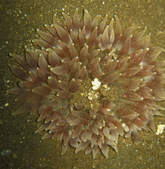Heteractis