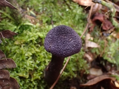 Cortinarius neotropicus