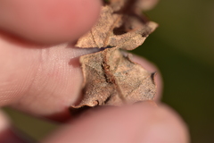 Andricus gallaeurnaeformis