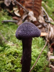 Cortinarius neotropicus