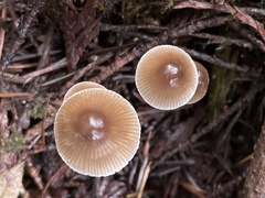 Mycena hudsoniana