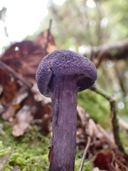 Cortinarius neotropicus