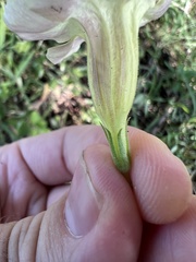 Asystasia gangetica gangetica