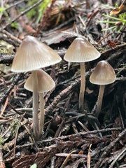 Mycena hudsoniana