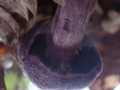 Cortinarius neotropicus