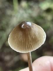 Mycena hudsoniana