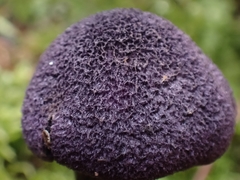 Cortinarius neotropicus