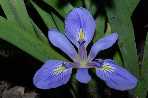Image of Iris brevicaulis by (c) Brian Finzel, some rights reserved (CC BY-SA)