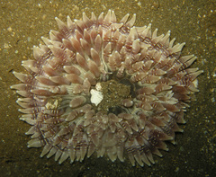 Heteractis