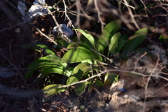 Lilium candidum