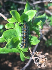 Euphydryas chalcedona