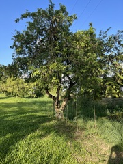 Tamarindus