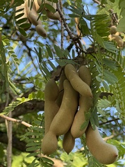 Tamarindus