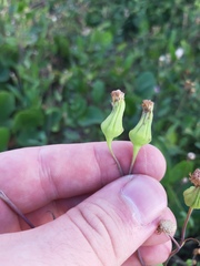 Emilia sonchifolia