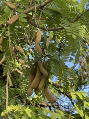Tamarindus