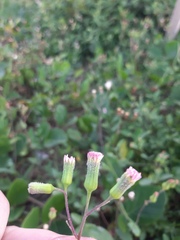 Emilia sonchifolia