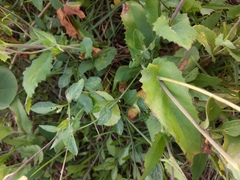 Emilia sonchifolia