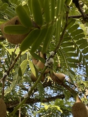 Tamarindus