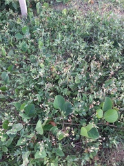 Emilia sonchifolia