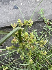 Cyperus