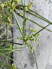 Cyperus