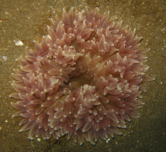 Heteractis