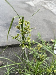 Cyperus