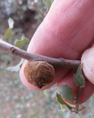 Disholcaspis mamillana