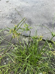 Cyperus