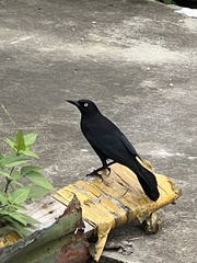 Quiscalus lugubris