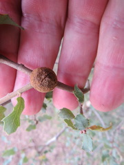 Disholcaspis mamillana